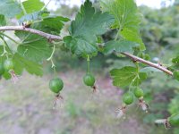 Ribes divaricatum 4, Worcesterbes, Saxifraga-Rutger Barendse