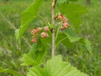 Ribes nigrum 13, Zwarte bes, Saxifraga-Rutger Barendse