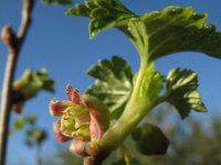 Ribes nigrum 14, Zwarte bes, Saxifraga-Rutger Barendse