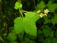 Ribes nigrum 15, Zwarte bes, Saxifraga-Rutger Barendse