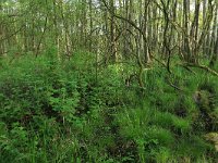 Ribes nigrum 20, Zwarte bes, Saxifraga-Hans Boll