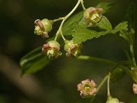 Ribes nigrum 5, Zwarte bes, Saxifraga-Jan van der Straaten