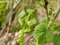 Ribes rubrum 17, Aalbes, Saxifraga-Rutger Barendse