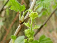 Ribes rubrum 18, Aalbes, Saxifraga-Rutger Barendse