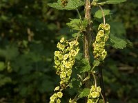 Ribes rubrum 2, Aalbes, Saxifraga-Jan van der Straaten