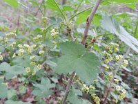 Ribes rubrum 20, Aalbes, Saxifraga-Rutger Barendse