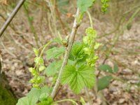 Ribes rubrum 21, Aalbes, Saxifraga-Rutger Barendse