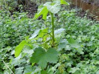 Ribes rubrum 22, Aalbes, Saxifraga-Rutger Barendse