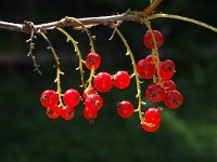 Ribes rubrum 3, Aalbes, Saxifraga-Jan van der Straaten