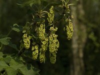 Ribes rubrum 7, Aalbes, Saxifraga-Willem van Kruijsbergen