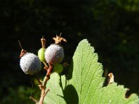 Ribes sanguineum 10, Rode ribes, Saxifraga-Rutger Barendse