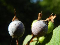 Ribes sanguineum 11, Rode ribes, Saxifraga-Rutger Barendse