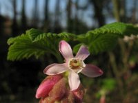 Ribes sanguineum 14, Rode ribes, Saxifraga-Rutger Barendse