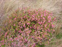 Ribes sanguineum 2, Rode ribes, Saxifraga-Peter Meininger