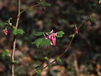 Ribes sanguineum 3, Rode ribes, Saxifraga-Peter Meininger