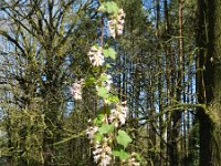 Ribes sanguineum 6, Rode ribes, Saxifraga-Rutger Barendse