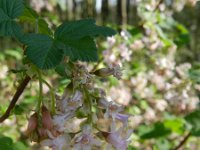 Ribes sanguineum 7, Rode ribes, Saxifraga-Rutger Barendse