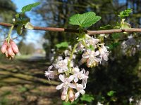 Ribes sanguineum 8, Rode ribes, Saxifraga-Rutger Barendse