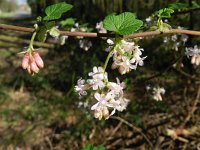 Ribes sanguineum 9, Rode ribes, Saxifraga-Rutger Barendse