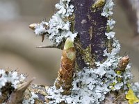 Uitbottende kruisbes  Sprouting Gooseberry (Ribes uva-crispa) : color, colour, Europe European, Gooseberry, Haamstede, Holland, Dutch, lichen, Netherlands, Ribes uva-crispa, spring, sprout sprouting, vertical