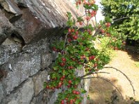 Ribes uva-crispa 3, Kruisbes, Saxifraga-Rutger Barendse