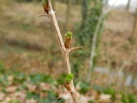 Ribes uva-crispa 5, Kruisbes, Saxifraga-Rutger Barendse