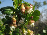 Ribes uva-crispa 6, Kruisbes, Saxifraga-Rutger Barendse