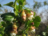 Ribes uva-crispa 7, Kruisbes, Saxifraga-Rutger Barendse