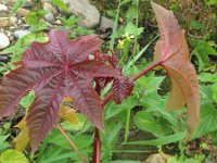 Ricinus communis 11, Wonderboom, Saxifraga-Rutger Barendse