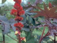 Ricinus communis 3, Wonderboom, Saxifraga-Jan van der Straten