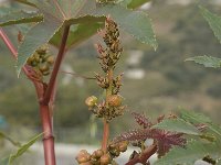 Ricinus communis 5, Wonderboom, Saxifraga-Jan van der Straaten