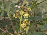 Ricinus communis 7, Wonderboom, Saxifraga-Jan van der Straaten