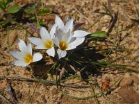 Romulea bulbocodium 16, Saxifraga-Ed Stikvoort