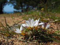 Romulea bulbocodium 17, Saxifraga-Ed Stikvoort