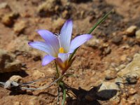 Romulea bulbocodium 19, Saxifraga-Ed Stikvoort