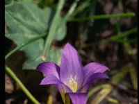 Romulea bulbocodium 2, Saxifraga-Eugen Schaub