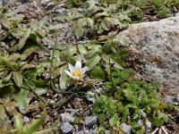 Romulea bulbocodium 25, Saxifraga-Peter Meininger