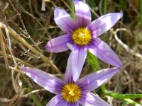 Romulea bulbocodium 26, Saxifraga-Rutger Barendse