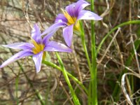 Romulea bulbocodium 28, Saxifraga-Rutger Barendse