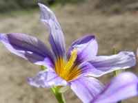 Romulea bulbocodium 29, Saxifraga-Rutger Barendse