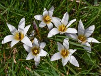 Romulea bulbocodium 30, Saxifraga-Harry Jans