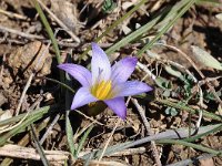 Romulea bulbocodium 33, Saxifraga-Harry Jans