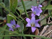 Romulea bulbocodium 35, Saxifraga-Harry Jans