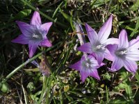 Romulea bulbocodium 4, Saxifraga-Rutger Barendse