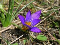 Romulea bulbocodium 5, Saxifraga-Jeroen Willemsen