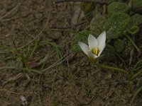 Romulea bulbocodium 7, Saxifraga-Jan van der Straaten