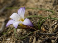 Romulea bulbocodium 8, Saxifraga-Jan van der Straaten