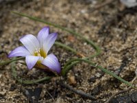 Romulea bulbocodium 9, Saxifraga-Willem van Kruijsbergen