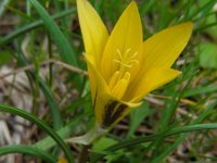 Romulea bulbocodium var crocea 22, Saxifraga-Ed Stikvoort