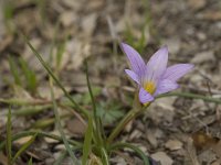 Romulea clusiana 10, Saxifraga-Jan van der Straaten